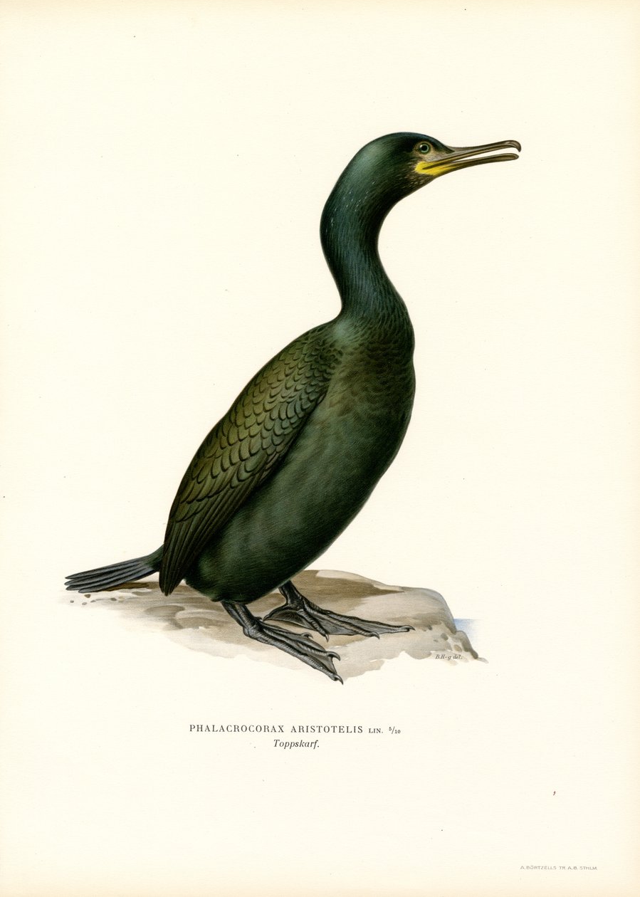 Shag (barva lito) od Magnus Ferdinand and Wilhelm von Wright