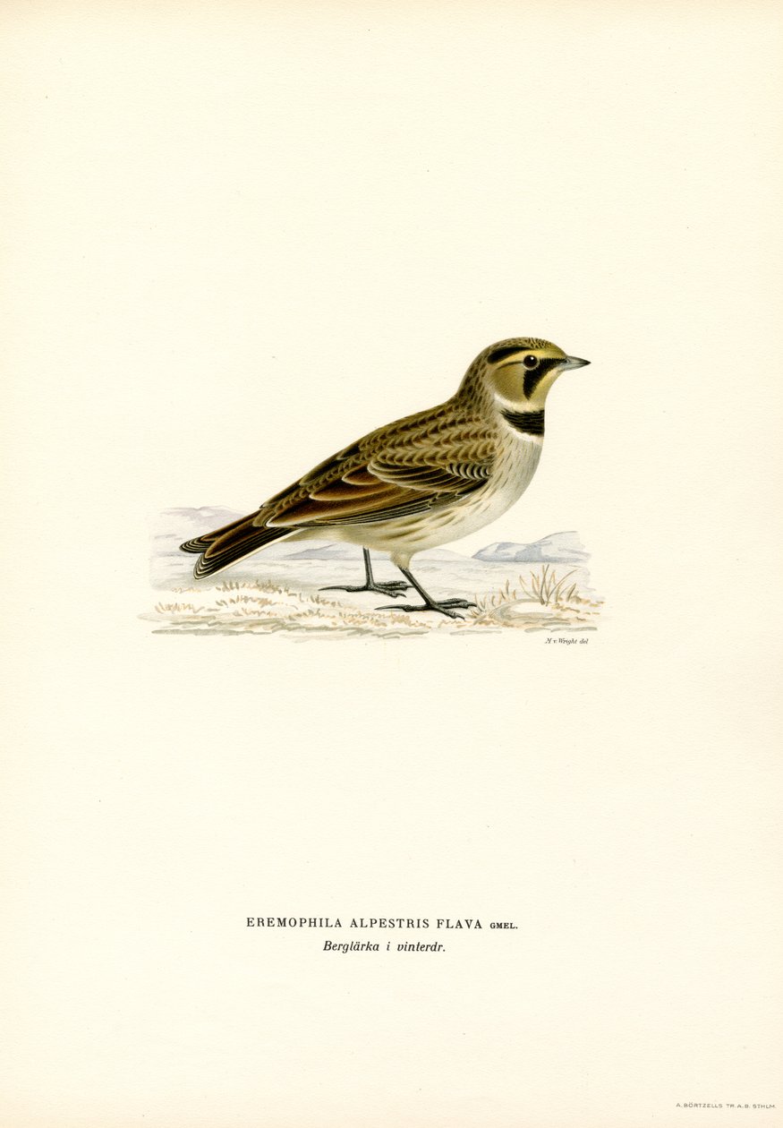 Shore Lark (barevná lito) od Magnus Ferdinand and Wilhelm von Wright
