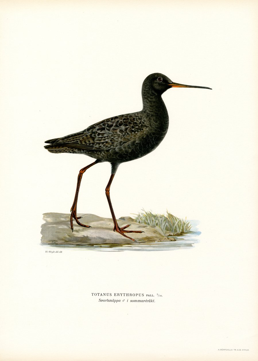 Tečkovaný Redshank (barva lito) od Magnus Ferdinand and Wilhelm von Wright