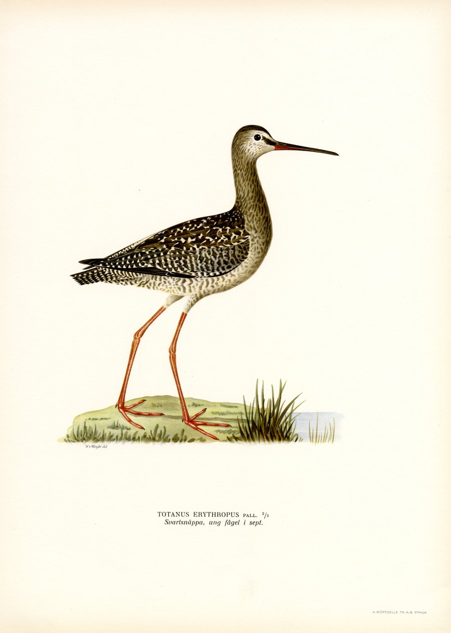 Tečkovaný Redshank (barva lito) od Magnus Ferdinand and Wilhelm von Wright