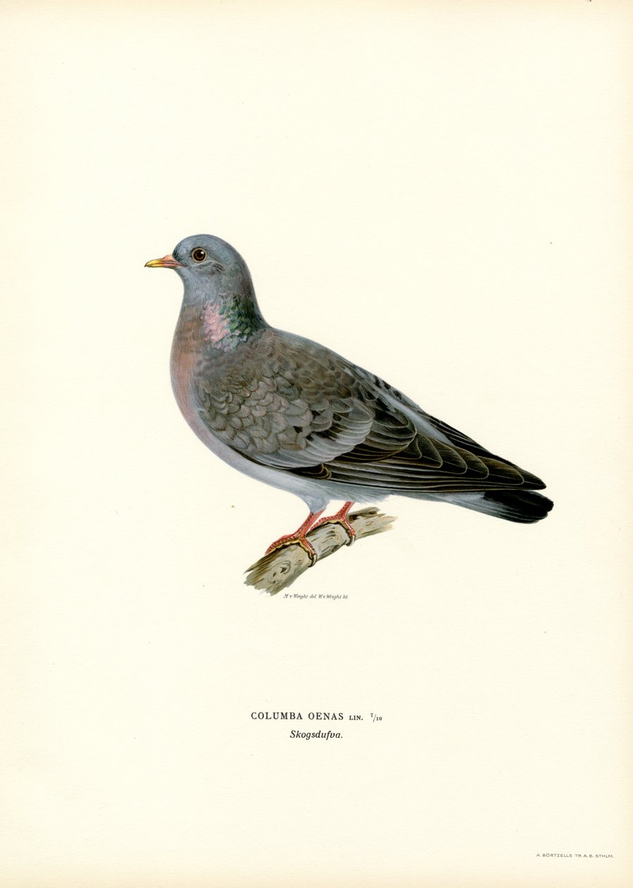 Stock Dove (barva lito) od Magnus Ferdinand and Wilhelm von Wright