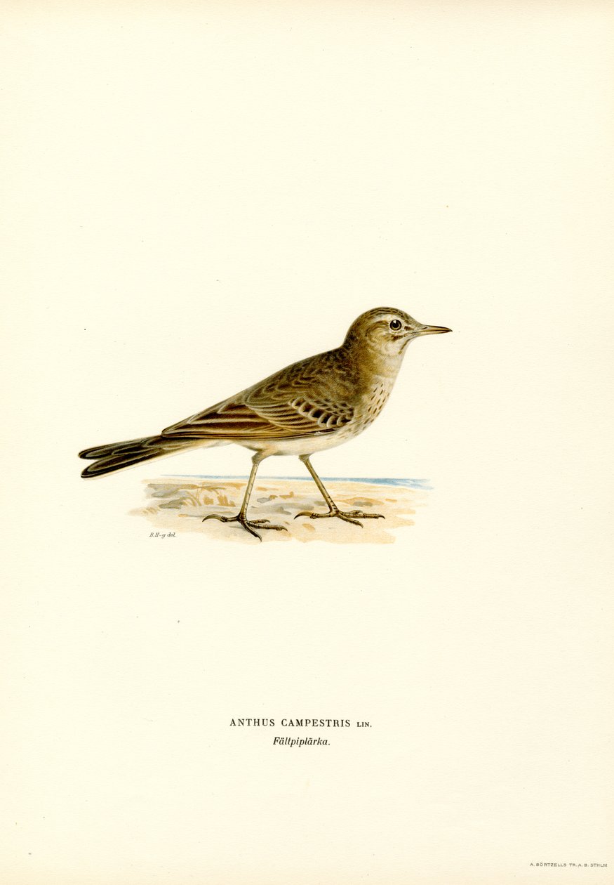 Tawny Pipit (barevná lito) od Magnus Ferdinand and Wilhelm von Wright