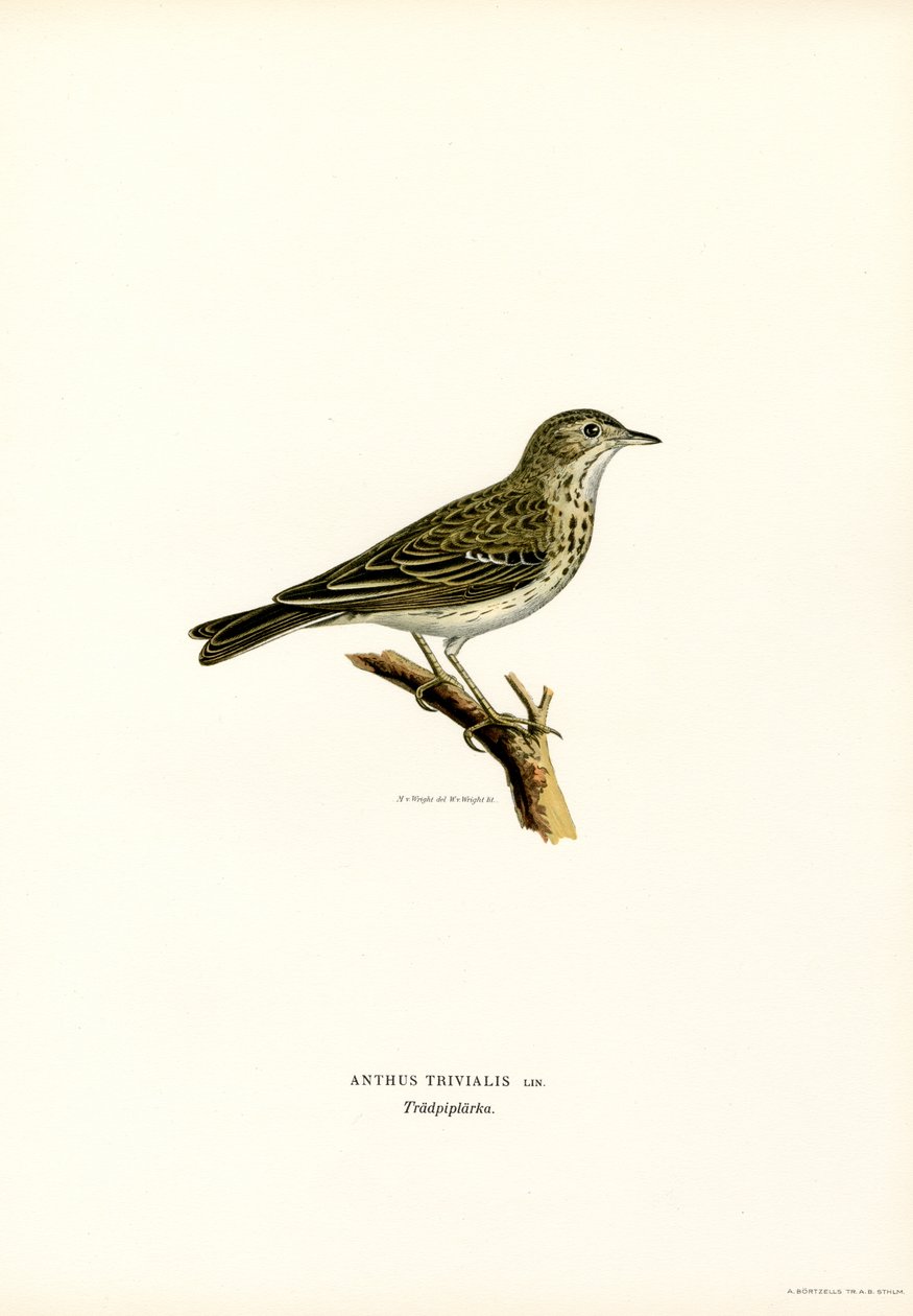 Pipit stromový (barevná lito) od Magnus Ferdinand and Wilhelm von Wright