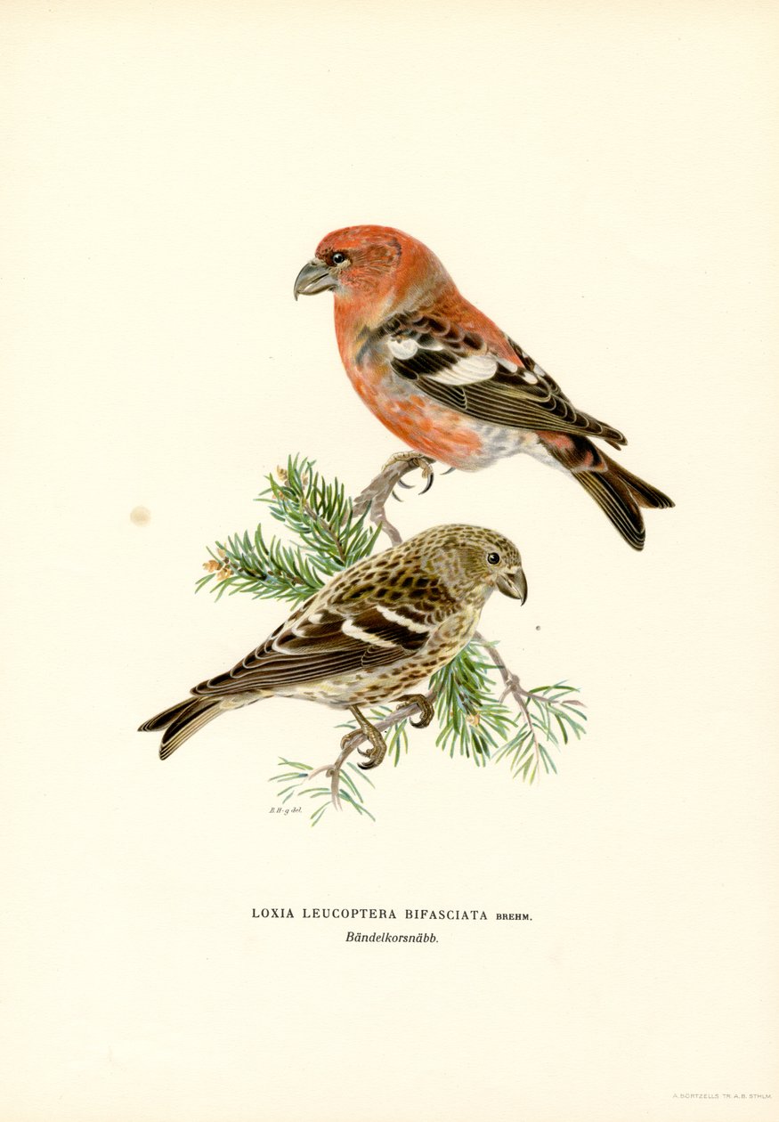 křížovka dvoutyčová (barva lito) od Magnus Ferdinand and Wilhelm von Wright