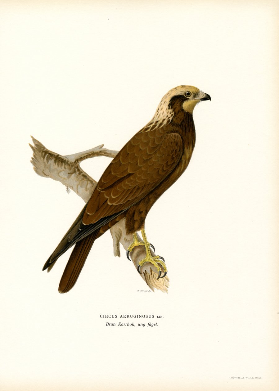 Western Marsh Harrier (barva lito) od Magnus Ferdinand and Wilhelm von Wright