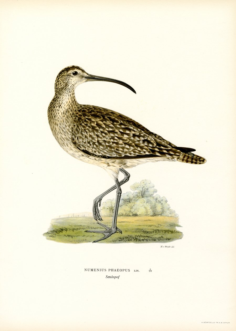 Whimbrel (barva lito) od Magnus Ferdinand and Wilhelm von Wright