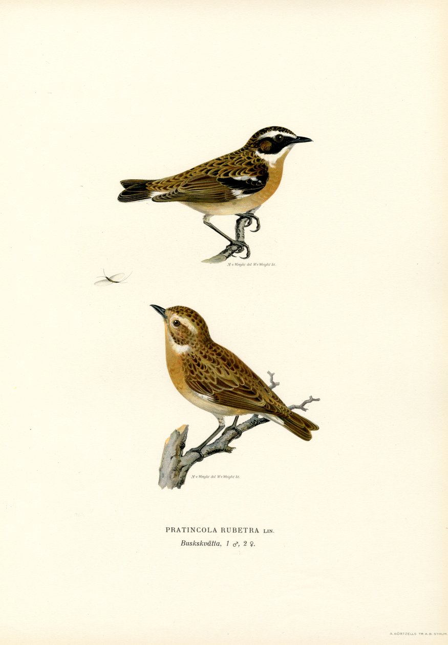 Whinchat (barevné lito) od Magnus Ferdinand and Wilhelm von Wright