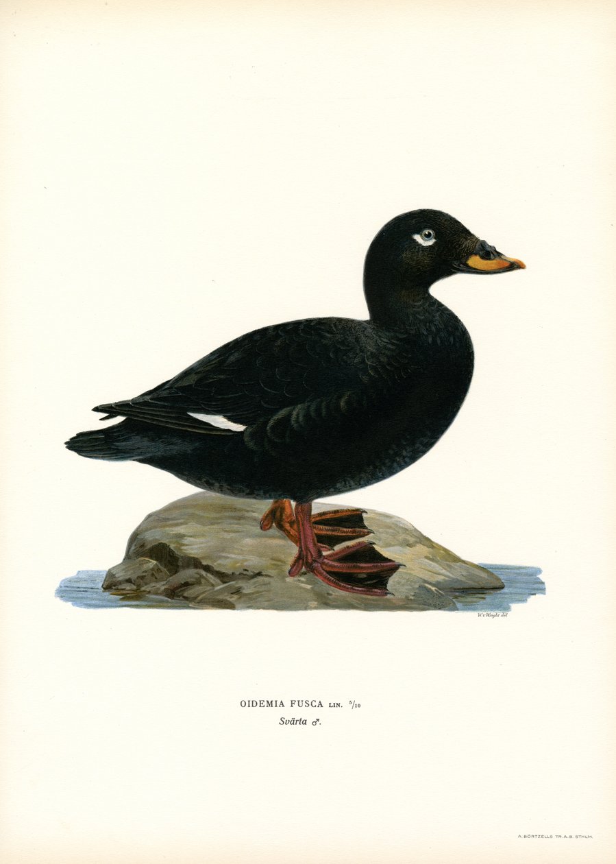 Scoter bělokřídlý (barva litho) od Magnus Ferdinand and Wilhelm von Wright