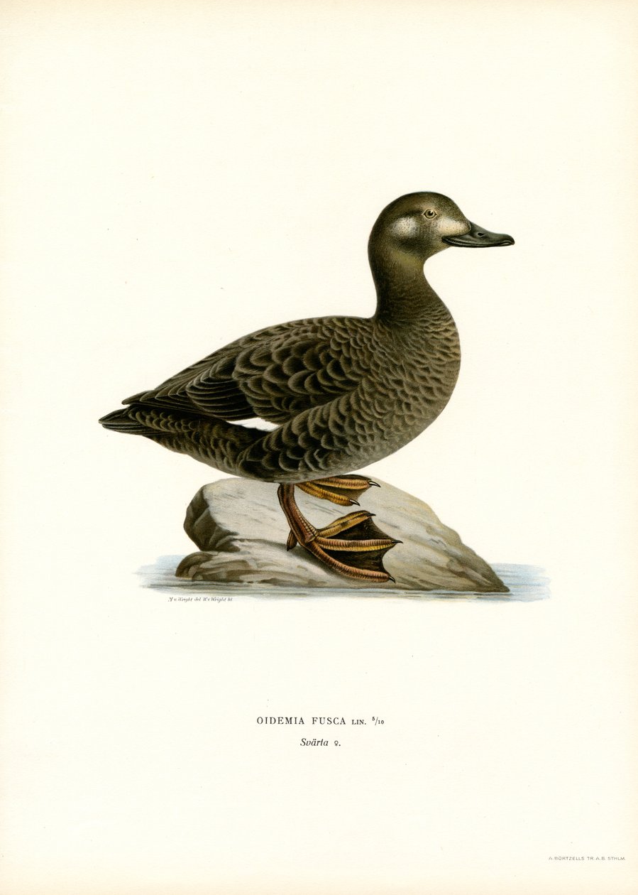 Scoter bělokřídlý (barva litho) od Magnus Ferdinand and Wilhelm von Wright