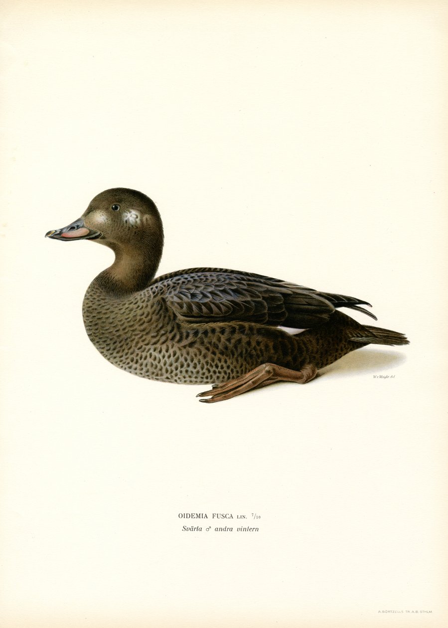 Scoter bělokřídlý (barva litho) od Magnus Ferdinand and Wilhelm von Wright