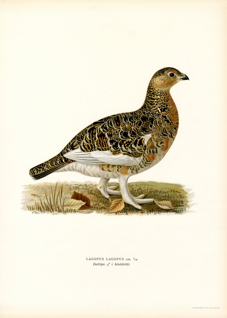 Willow Ptarmigan (barva lito) od Magnus Ferdinand and Wilhelm von Wright