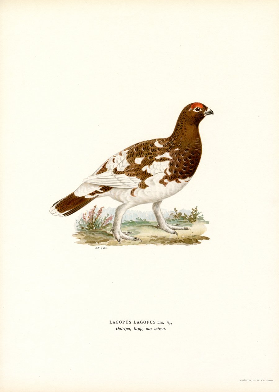 Willow Ptarmigan (barva lito) od Magnus Ferdinand and Wilhelm von Wright