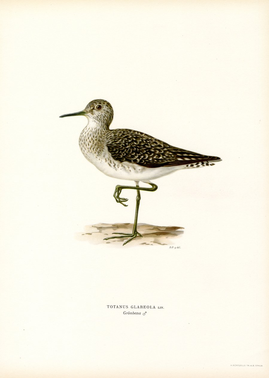 Sandpiper dřevěný (barva lito) od Magnus Ferdinand and Wilhelm von Wright