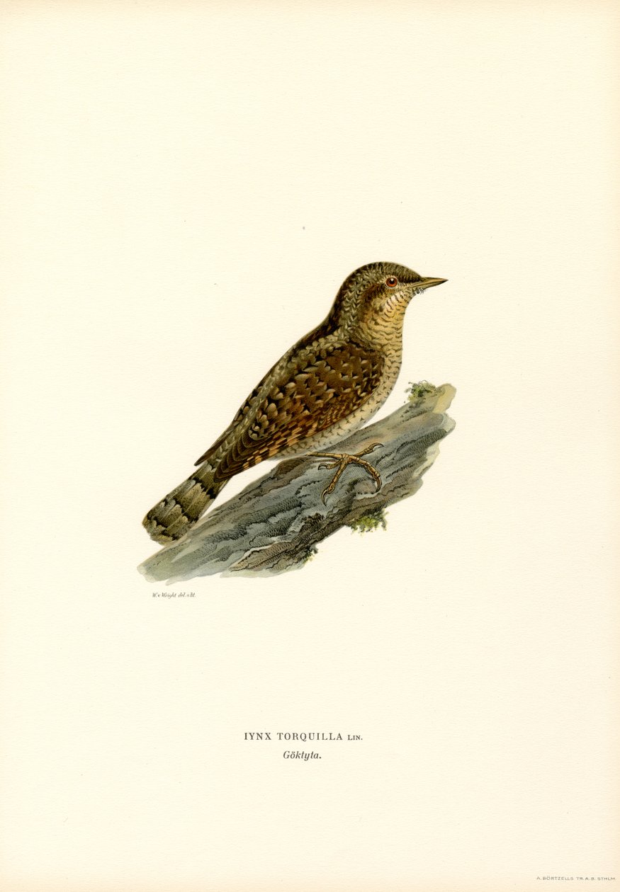 Wryneck (barva lito) od Magnus Ferdinand and Wilhelm von Wright