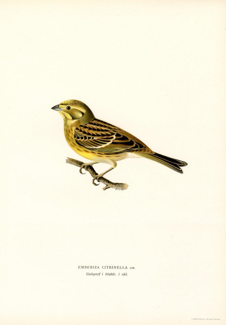 Yellowhammer (Emberiza citrinella) (barva lito) od Magnus Ferdinand and Wilhelm von Wright