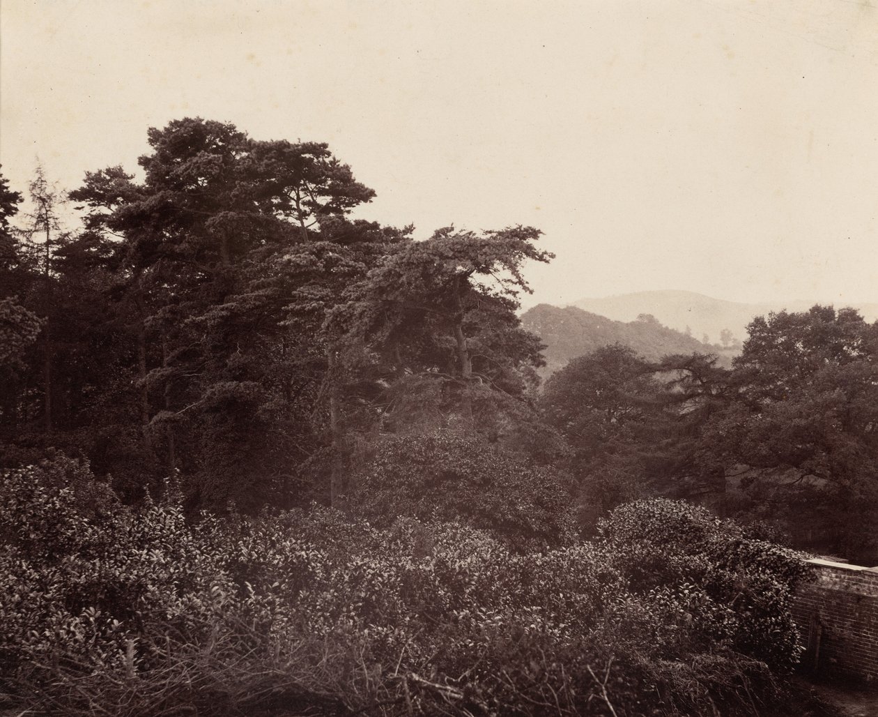 Studie listů,c. 1863 (foto) od Major Francis Gresley