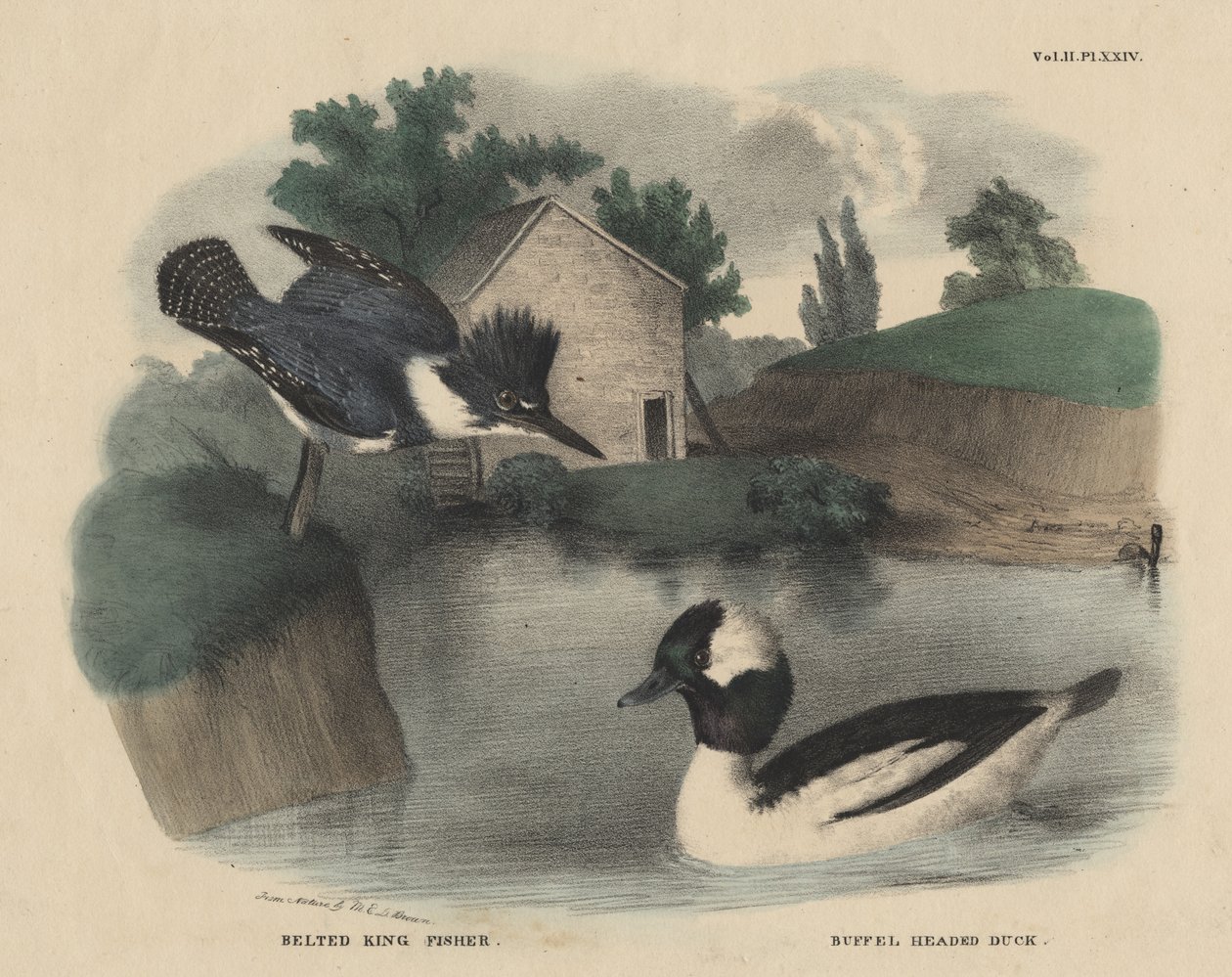 Belted King Fisher a Buffel Headed Duck, z „Kabinetu přírodní historie a amerických venkovských sportů“ od J. und T. Doughtyho, 1832 od Mannevillette Elihu Dearing Brown
