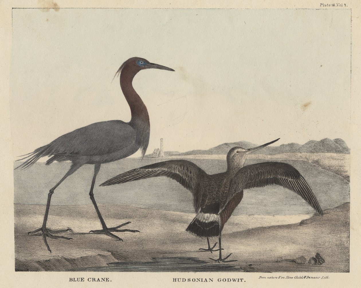 Blue Crane, Hudsonian Godwit, litho od Childse a Inmana, z „Kabinetu přírodní historie a amerických venkovských sportů“ od J. und T. Doughtyho, 1832 od Mannevillette Elihu Dearing Brown