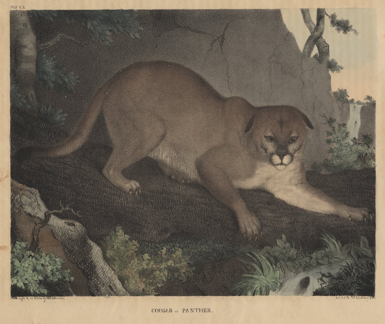 Cougar nebo Panther, z 
