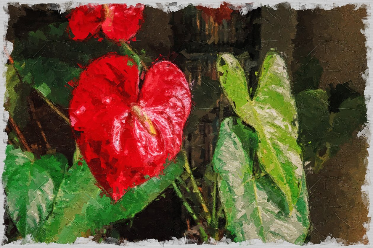 Velké, červené Anthurium ve tvaru srdce na Valentýna od Mano Chandra Dhas