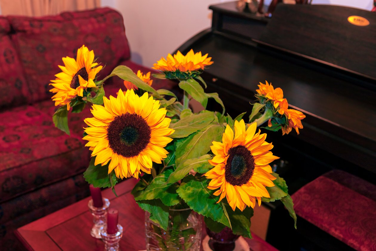 Jasně žluté slunečnice nebo Helianthus Annuus z pohoří And v Kolumbii zdobí dům v Bogotě od Mano Chandra Dhas