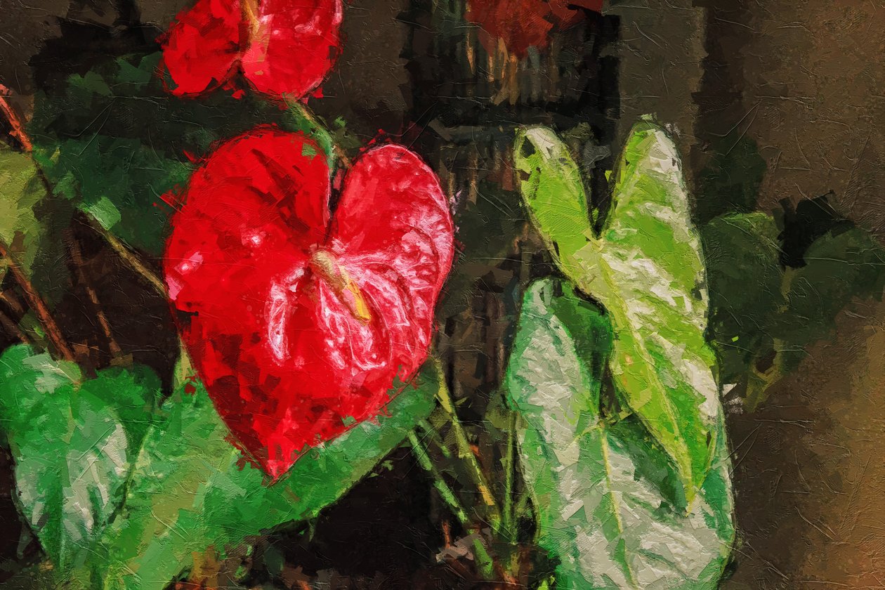 Suuri punainen sydämenmuotoinen anthurium od Mano Chandra Dhas