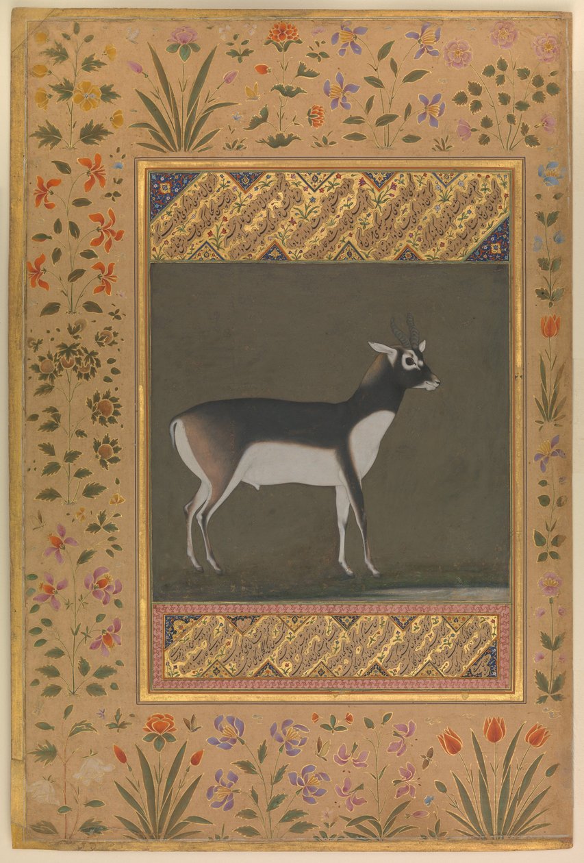 Black Buck, Folio z alba Shah Jahan, c.1615-20 od   Manohar