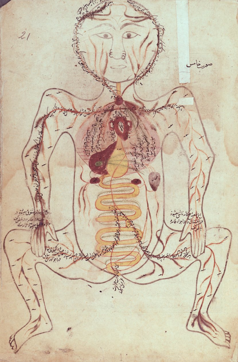 Paní Persan 1555 Anatomický diagram lidského oběhového a trávicího systému, c.1425-50 od Mansour b. Eliyas Chirazi