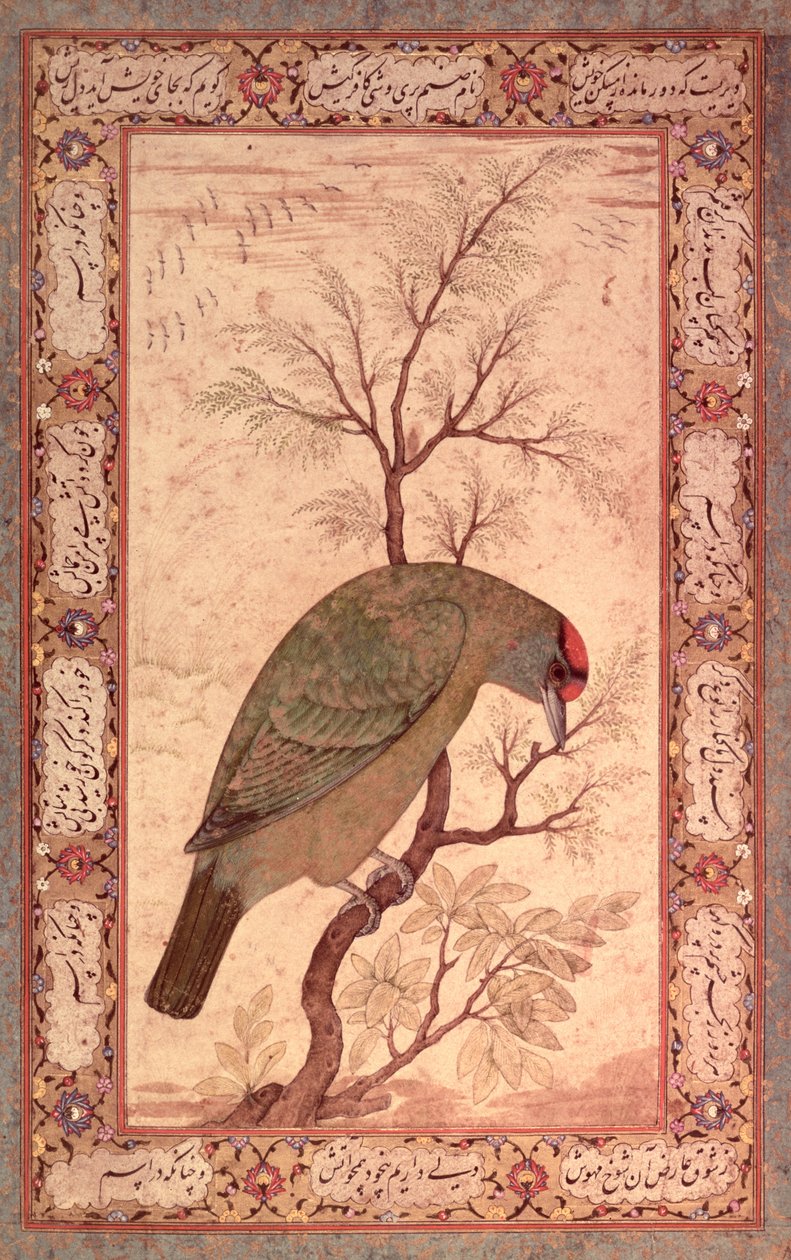 Barbet (himalájský modrohrdlý pták) Jahangir Period, Mughal, 1615 od Mansur