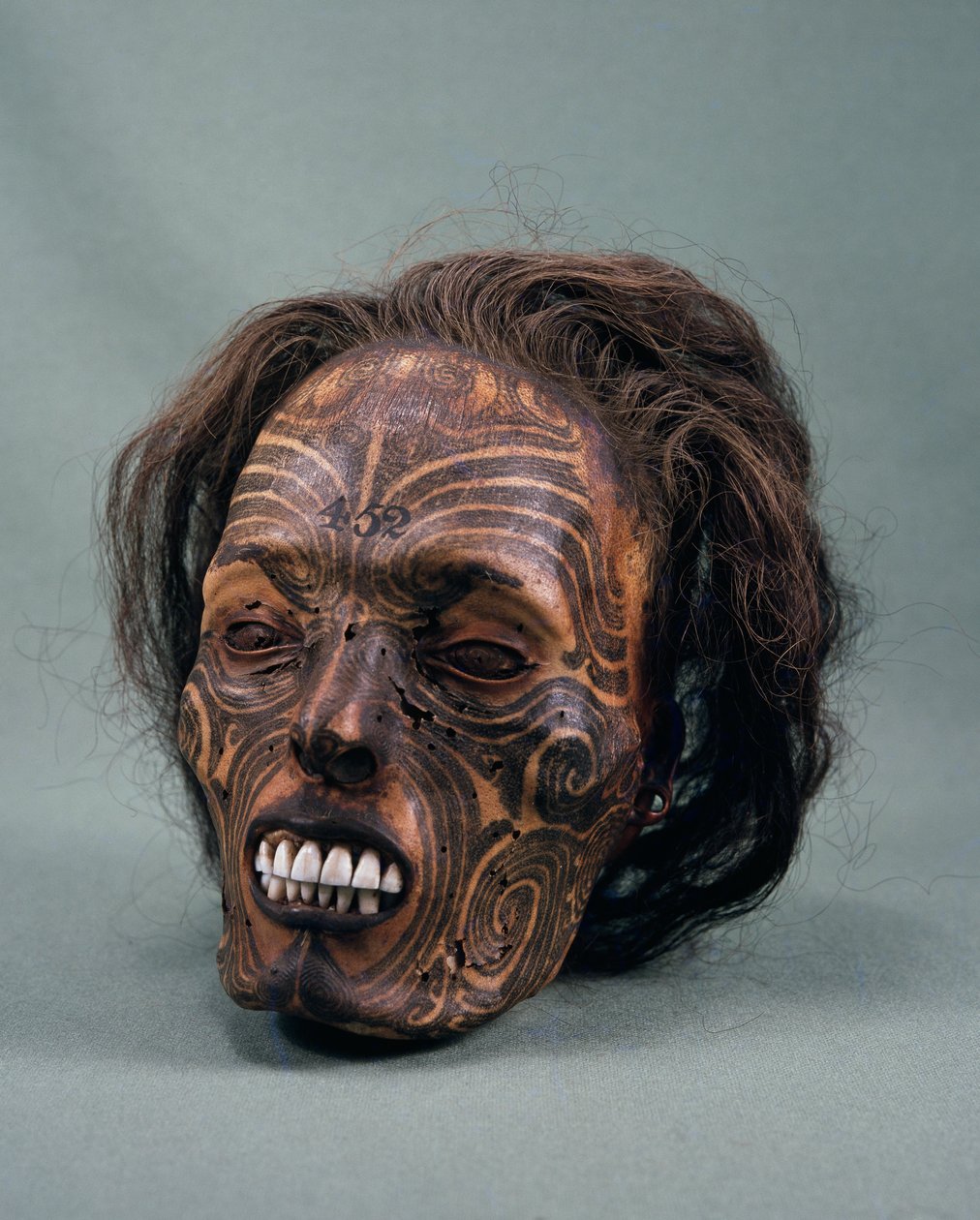 Hlava kmenového náčelníka, tetovaná a mumifikovaná, maorská civilizace od Maori Maori