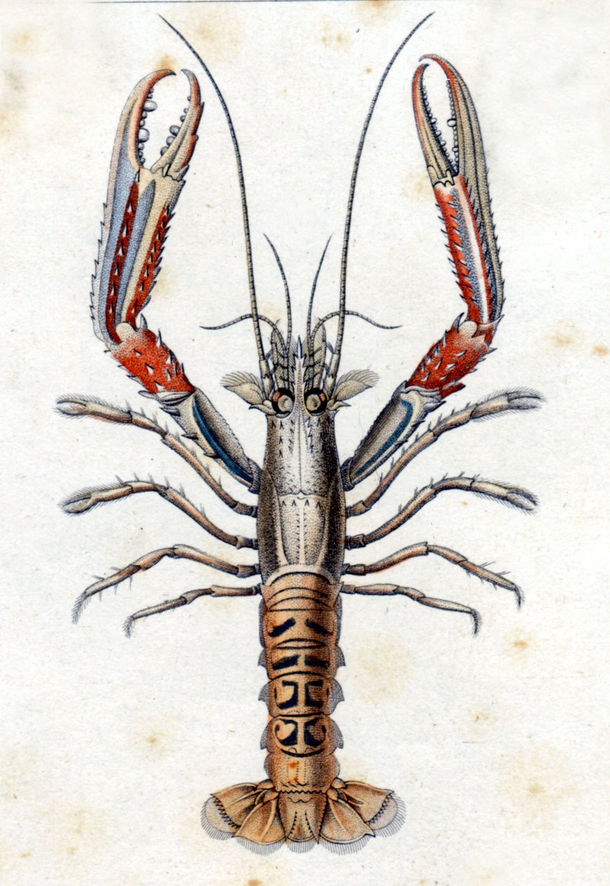 Natural History Tale: The Langoustine podle Marca Eliesera Blocha Ichtyologie Paříž - Berlín - Londýn 1787. od Marcus Élieser Bloch