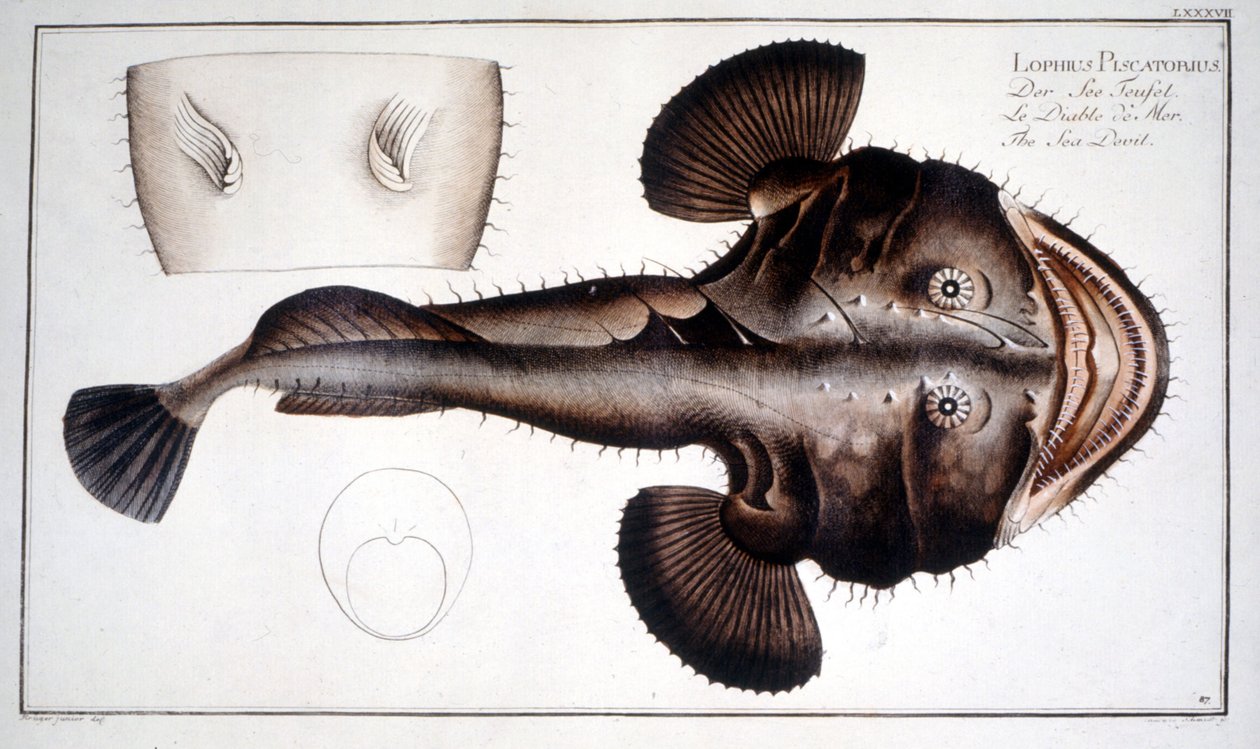 Natural History Tale: The Lotte d