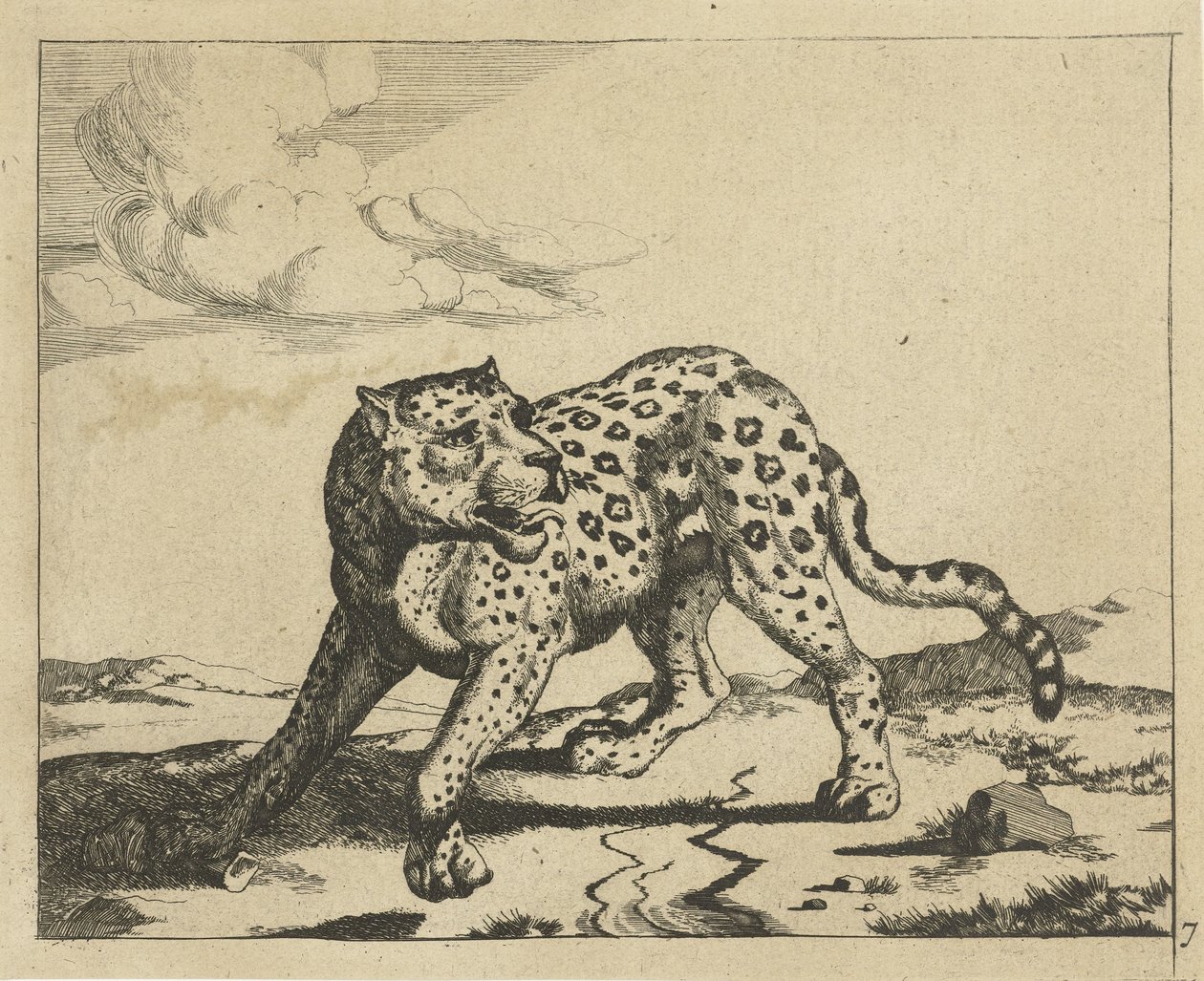 Leopard, stojící vlevo, hlava vpravo Leopardi (název série) od Marcus de Bye