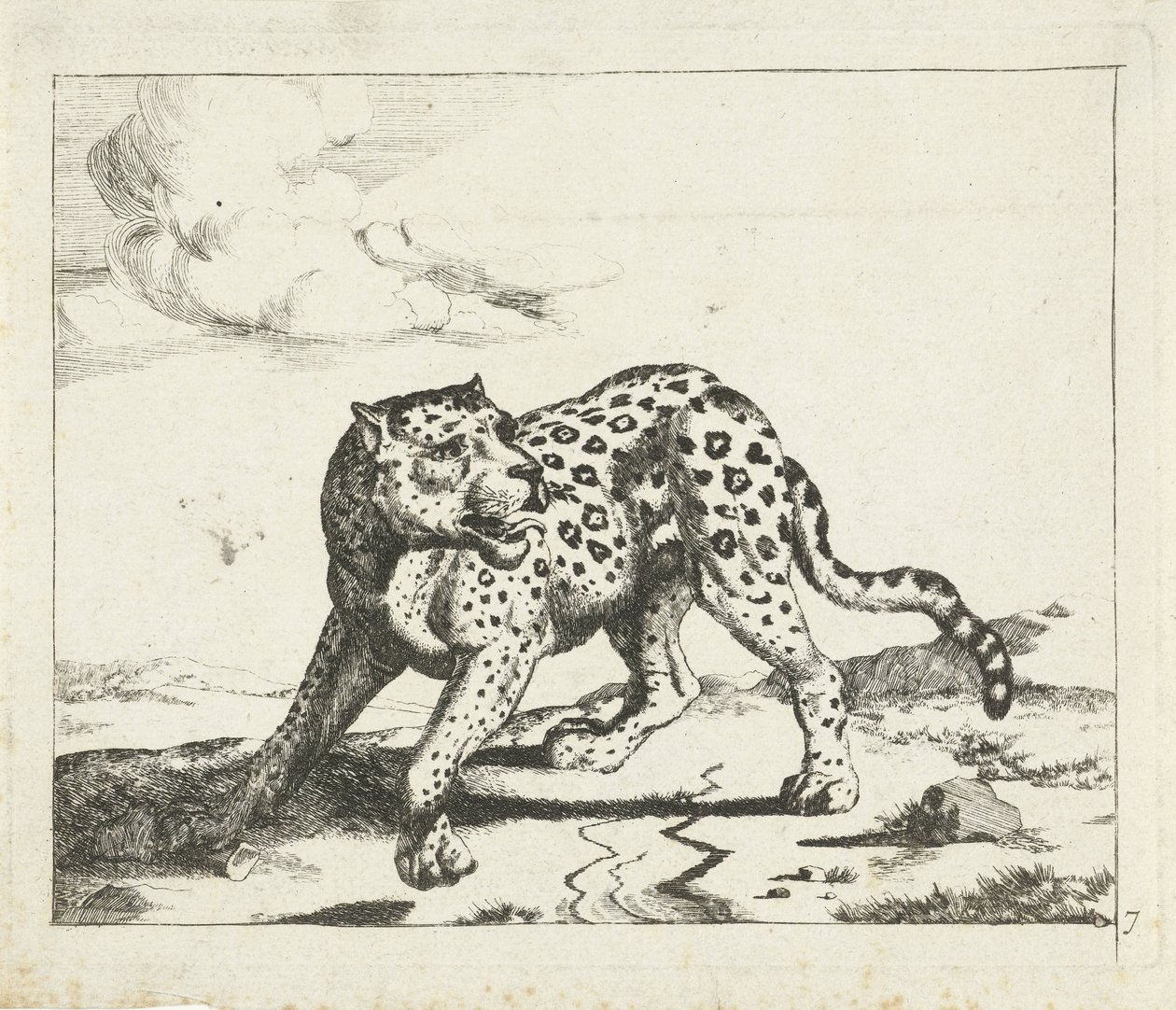 Leopard, stojící vlevo, hlava vpravo Leopardi (název série) od Marcus de Bye