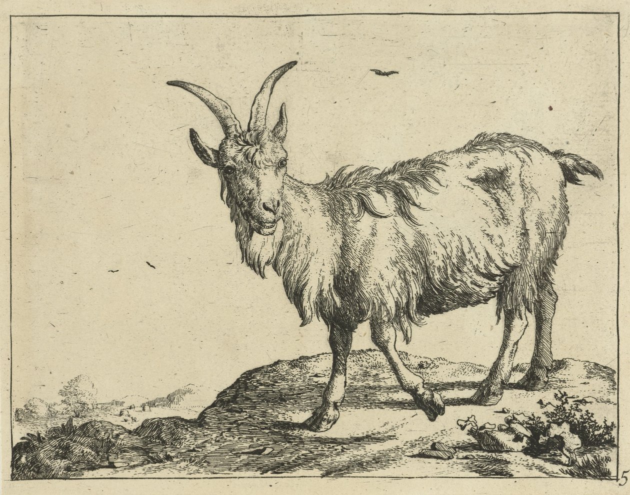 Stojící koza zepředu Goats and Bucks (název série) od Marcus de Bye