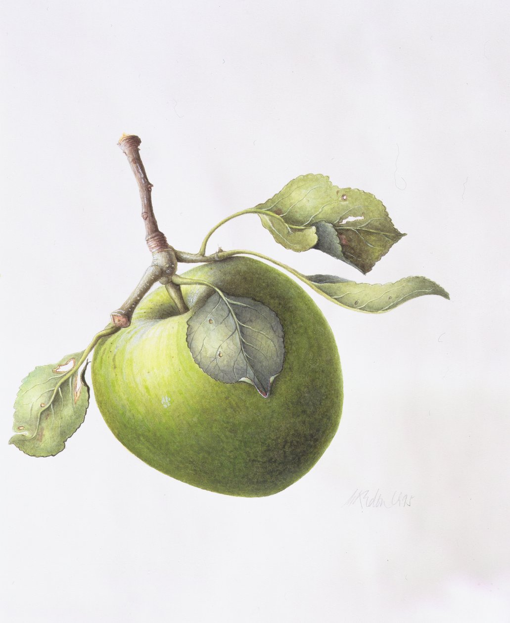 Bramley Apple, 1995 od Margaret Ann Eden