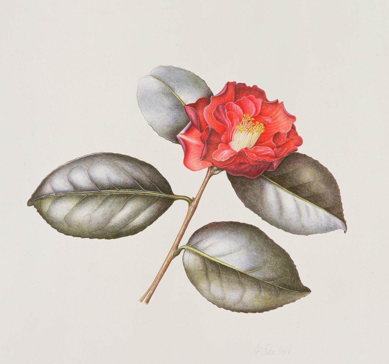 Camellia Japonica Adolphe Anderson, 1996 (wc na papíře) od Margaret Ann Eden
