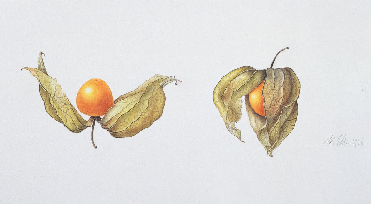 Angrešt kapský (Physalis peruviana) 1996 (wc na papíře) od Margaret Ann Eden