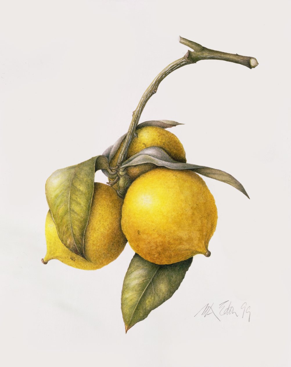 Citrusový bergamot, 1999 od Margaret Ann Eden