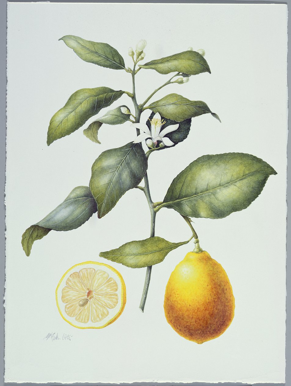 Citrus Limon, 1995 (wc na papíře) od Margaret Ann Eden