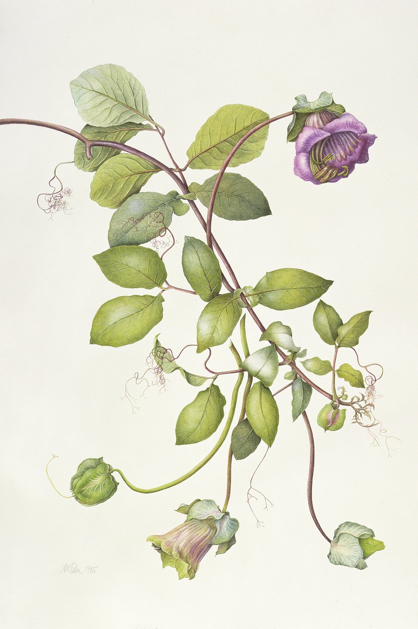 Cobaea Scandens, 1995 od Margaret Ann Eden