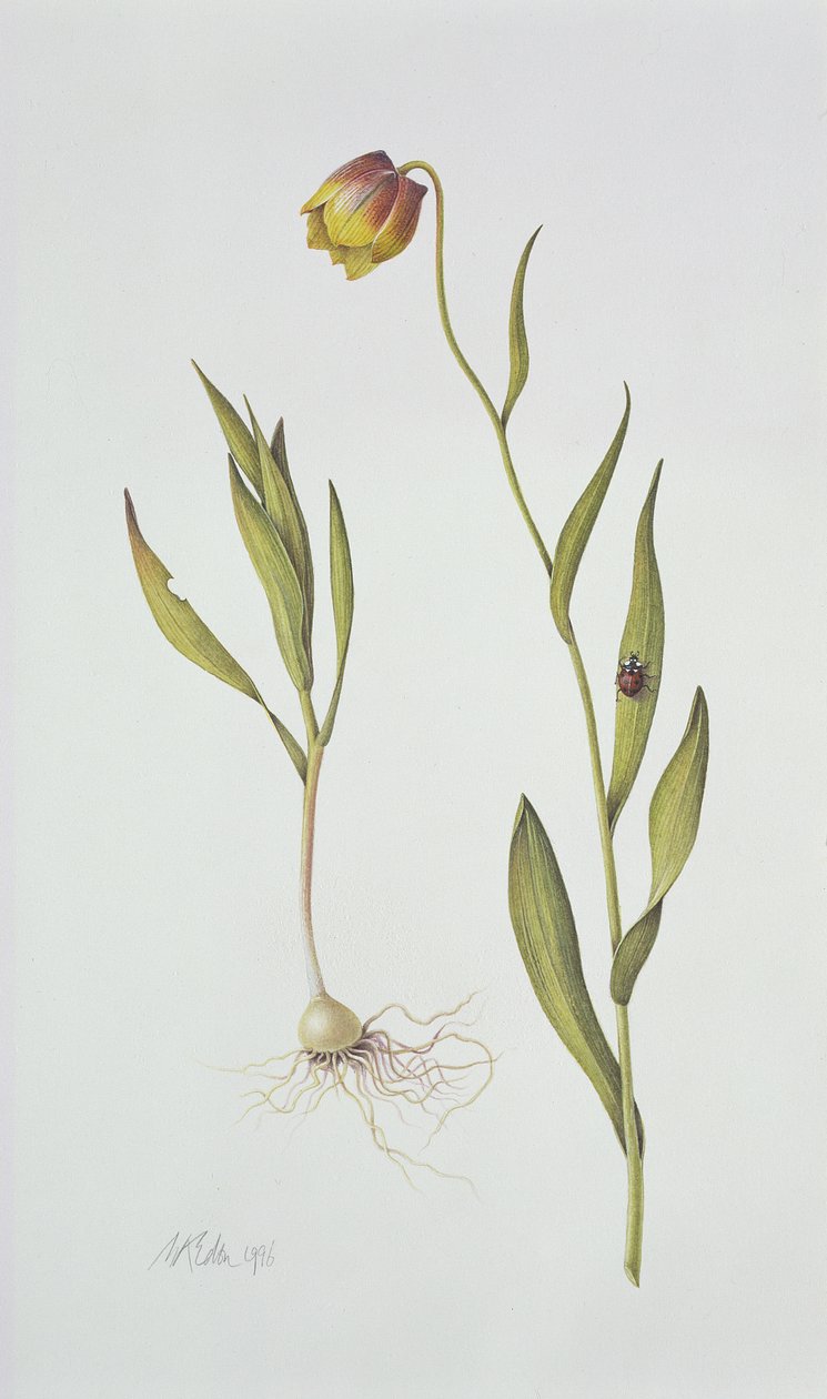 Fritillaria Michailovsky, 1996 (wc na papíře) od Margaret Ann Eden