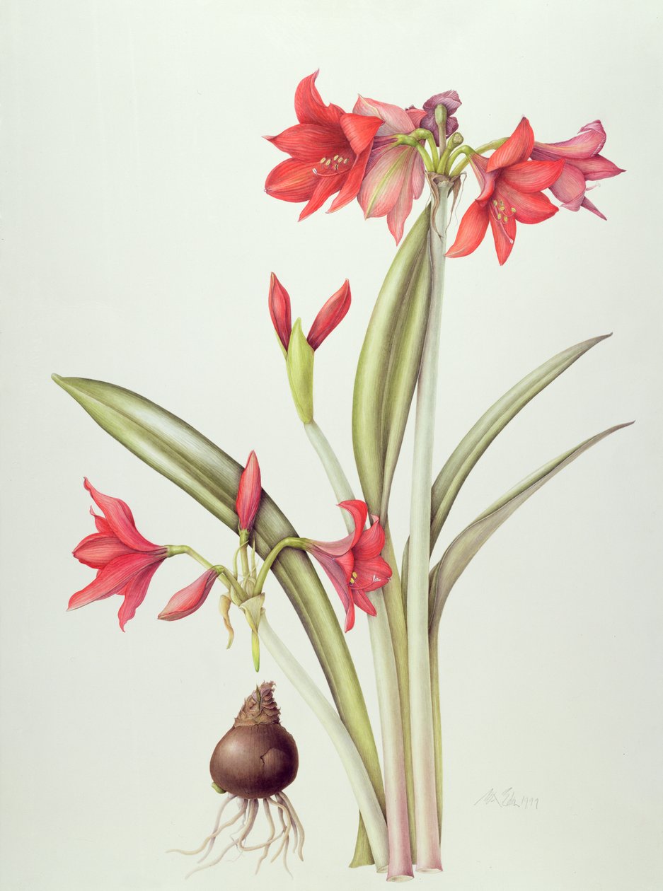 Hippeastrum Pamela, 1999 (wc na papíře) od Margaret Ann Eden