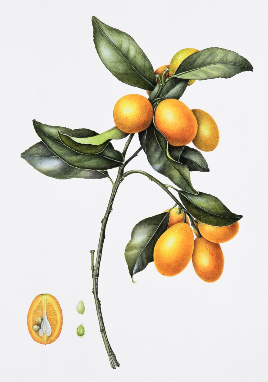 Kumquat, 1996 (wc na papíře) od Margaret Ann Eden