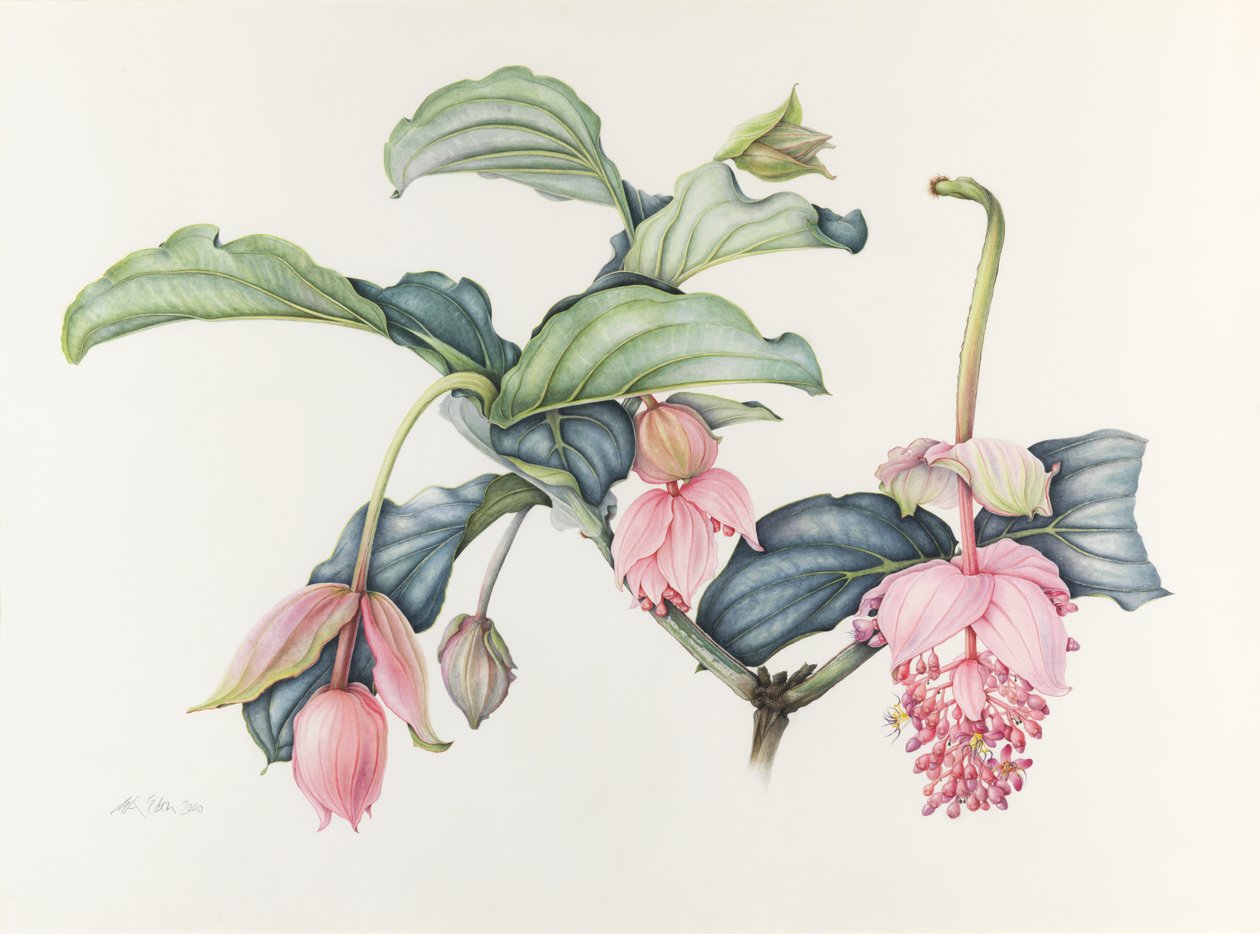 Velkolepá Medinilla od Margaret Ann Eden