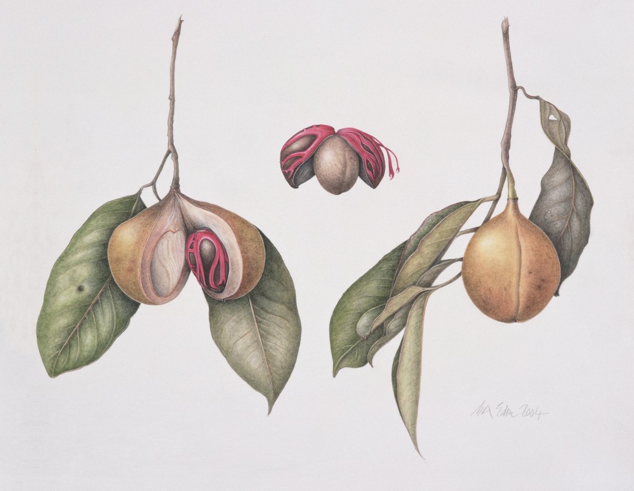 Muškátový oříšek (Myristica fragrans) 2004 (wc na papíře) od Margaret Ann Eden