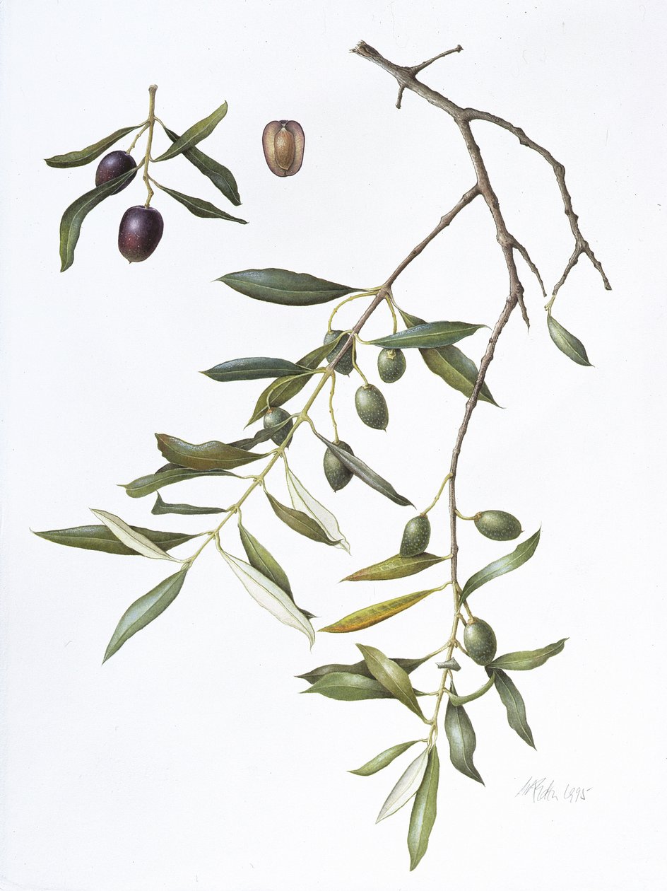 Olive, 1995 (wc na papíře) od Margaret Ann Eden