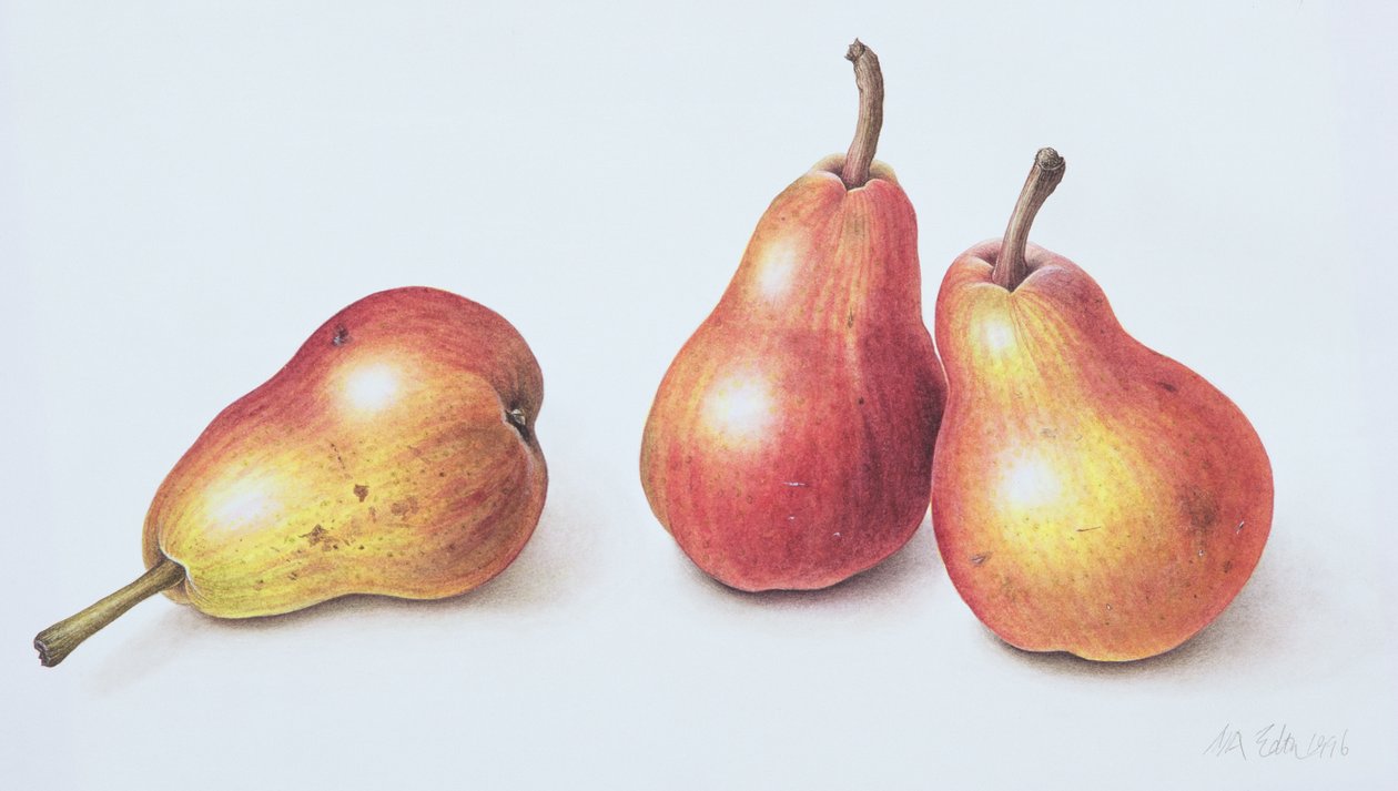 Red Pears, 1996 (wc na papíře) od Margaret Ann Eden