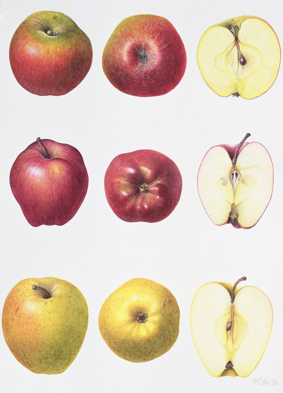 Six Apples, 1996 (wc na papíře) od Margaret Ann Eden