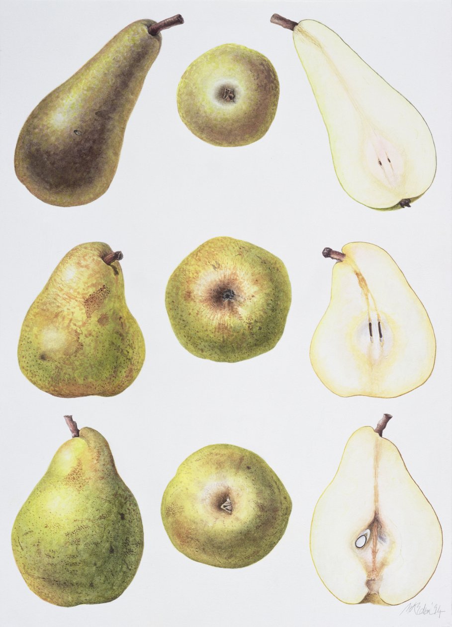 Six Pears, 1994 (wc na papíře) od Margaret Ann Eden